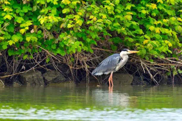 Photo of Grey Heron, Biesbosch National Park, Netherlands