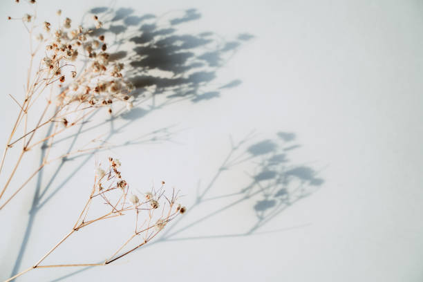 istock Baby's breath gypsophila on white background with shadow 1328469400