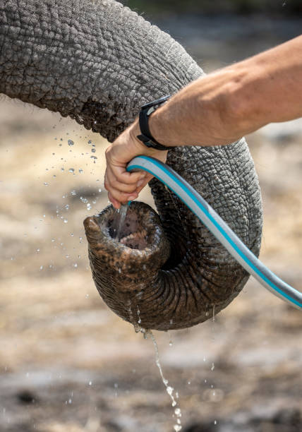 istock Zoo kpper give water for elephant 1328470301
