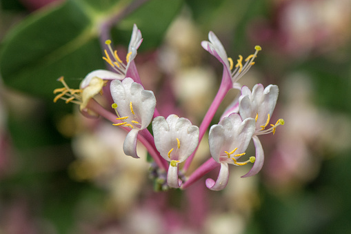 Pink and white honeysuckle blossoms in bloom on a sunny day in Israel