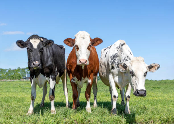 istock Three cows black red and white, in a row side by side in a field, looking curious and a bit silly, front view 1328470537