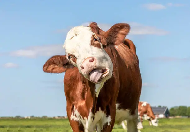 Photo of Funny cow chokes on her own tongue, portrait of a bovine eating with mouth open