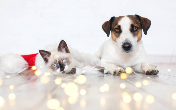 istock Cat in christmas hat and dog 1328470875