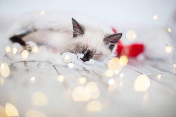 istock Kitten sleep in christmas hat 1328470879