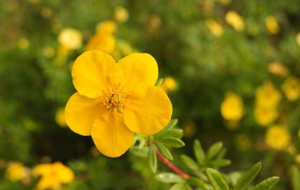 A yellow five finger flower One yellow cinquefoil flower. Other flowers are unfocused in the background potentilla anserina stock pictures, royalty-free photos & images