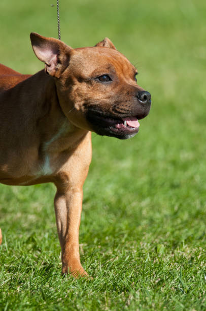 istock Staffordshire Bull Terrier in profile 1328471436