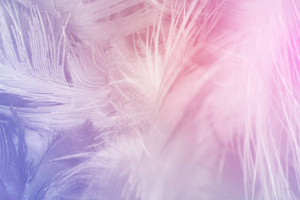 istock Beautiful violet feather texture background, pastel trends color 1328472051