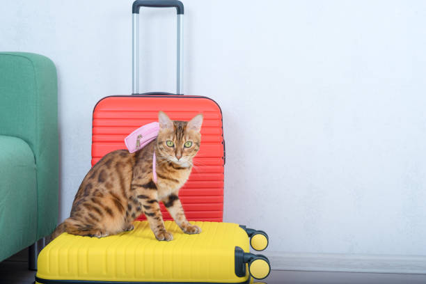 istock Bengal cat with a small backpack near suitcases with clothes waiting for a trip. 1328472206