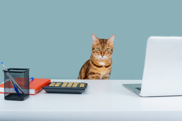 istock Tabby cat at white table with laptop, calculator, notepad, fun work from home concept 1328472229