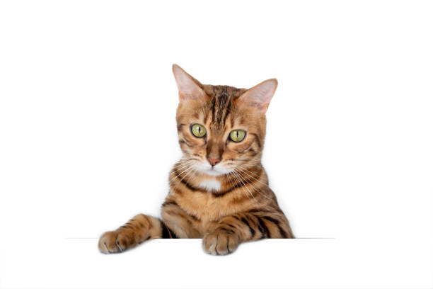 istock Funny pet cat showing a placard isolated on white background blank web banner template and copy space 1328472244