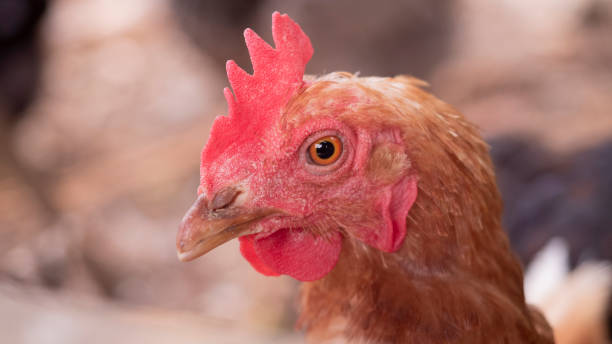 istock close-up of hen looking at camera 1328473048