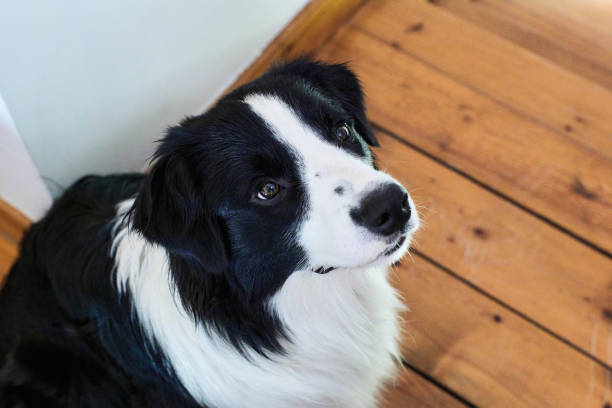 istock Border Collie looking up at the camera while standing on a wooden floor 1328473183