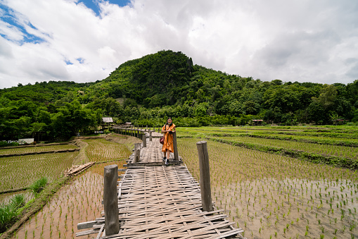 landscape of growing young green rice filed through waterlogged clay soil with Asian woman tourist standing on wooden walk path bridge near fresh green mountain  in Prae, Thailand