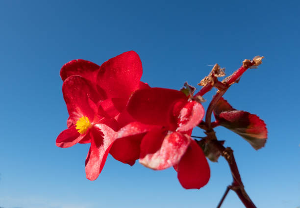 istock Red flowers bloosom in the garden 1328473809