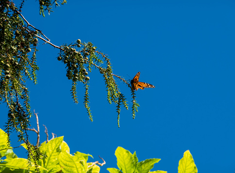 Beautiful Monarch Butterfly on the tree branch against a blue sky.