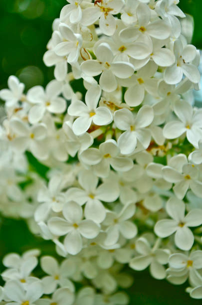 istock Lilac is a garden plant 1328473872