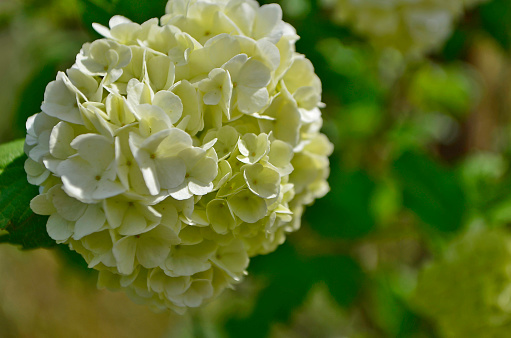 Hydrangea is a genus of flowering plants of the Hortensia family, introduced to Europe at the beginning of the 14th century for the wealthy, mainly England and France.