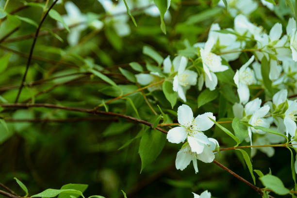 istock White jasmine flowers on a branch. Natural background 1328475880
