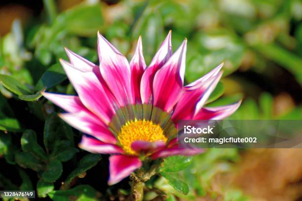 Gazania Treasure Flower African Daisy Stock Photo - Download Image Now - Autumn, Beauty, Beauty In Nature