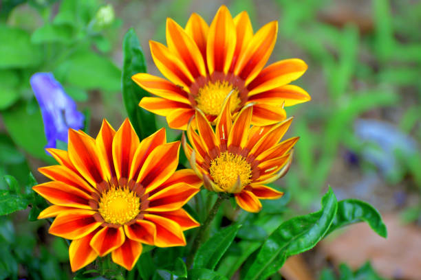 Native to South Africa, Gazania, also called Treasure flower or African daisy, is a perennial exhibiting brightly colored daisy-like flowers such as red, yellow, orange, pink and white. The flower can also be two-tone or multi-colored. Showy blooms appear in early summer through early fall.