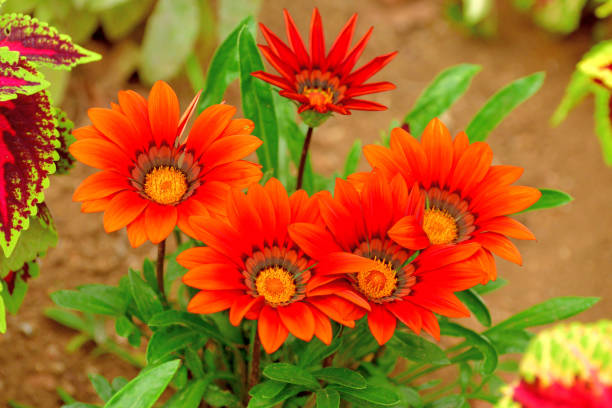 istock Gazania / Treasure Flower / African Daisy 1328476252