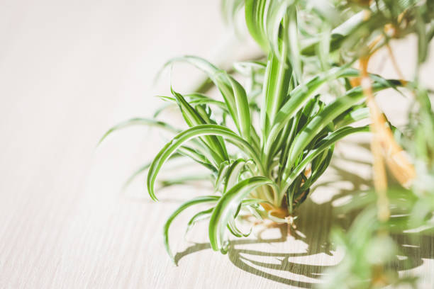 istock The Spider plant on the table. 1328478154