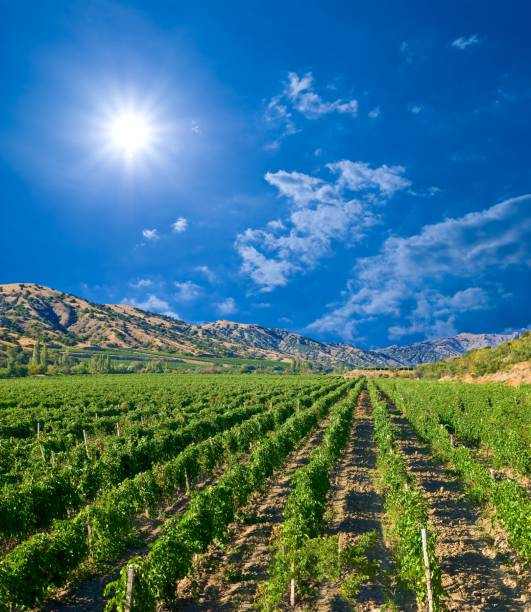 istock slender rows of vine by a sunny day 1328478167