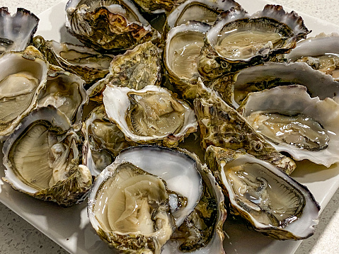 Big close-up freshly-shucked large natural oysters from South Australia's Eyre Peninsula