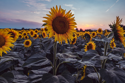 Close-up of a vibrant sunflower field, in summer in the sunset.