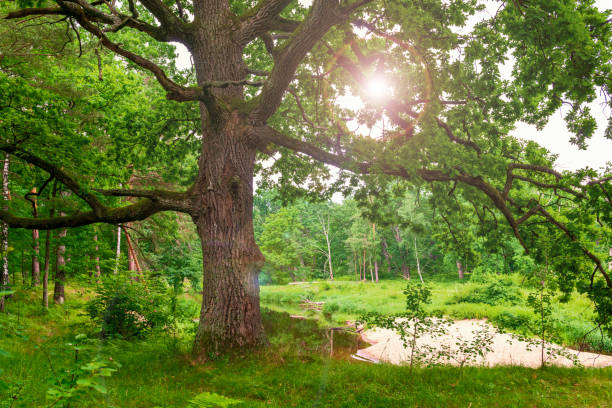 istock Old oak on the sunny forest meadow. Wild forest in summer 1328479579