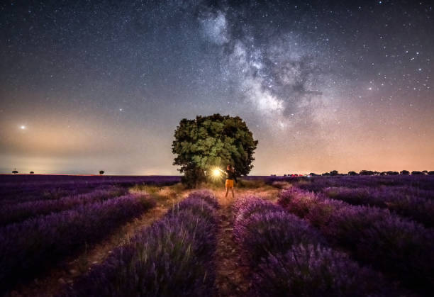 Young unrecognizable woman holding lantern in the lavender field during night, Young unrecognizable woman holding lantern in the lavender field during night in front of an oak tree and the milky way in Brihuega, Guadalajara province, Spain lanterns at night stock pictures, royalty-free photos & images