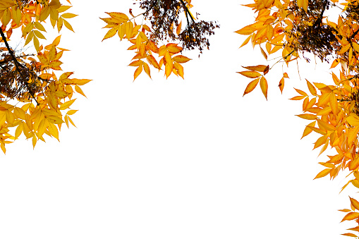 Autumn leaves perfectly isolated on a white background.