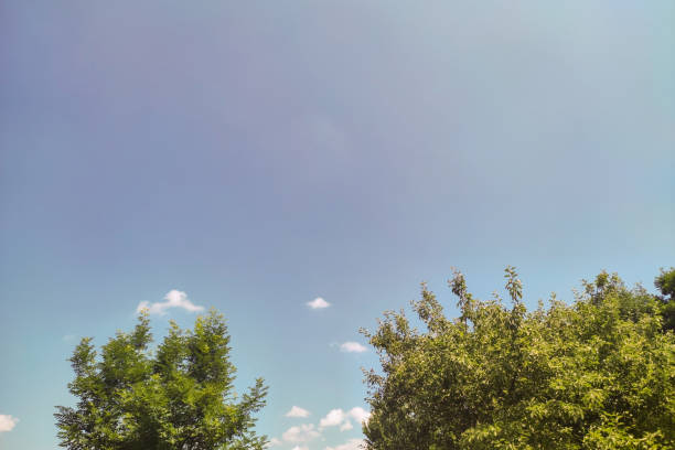 Trees and blue sky. Nature landscape spring time
