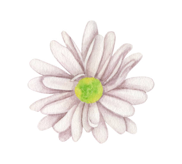 istock Watercolor chrysanthemum flower. Hand drawn white flower head isolated on white background. Botanical illustration for cards, invitations, wedding decoration 1328482015