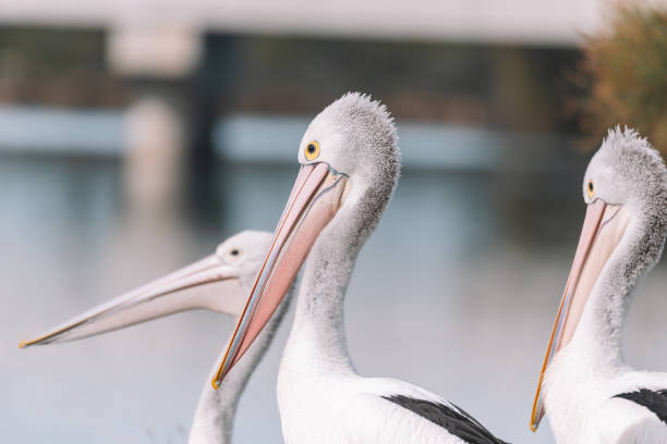 istock Australian Pelican on a lake. 1328483268