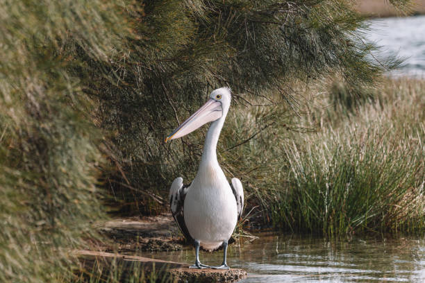 istock Australian Pelican on a lake. 1328483278