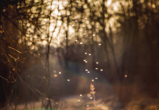 istock Small midges fly in the sun. Insects whirl in the sunset. 1328483349