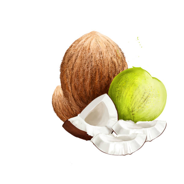 illustrations, cliparts, dessins animés et icônes de cocotier cocos nucifera isolé sur blanc. famille arecaceae palm famille et seule espèce du genre cocos. cocotier, graine ou fruit, qui est drupe pas noix. alimentation et cosmétiques. art numérique - family tree illustration and painting creativity family