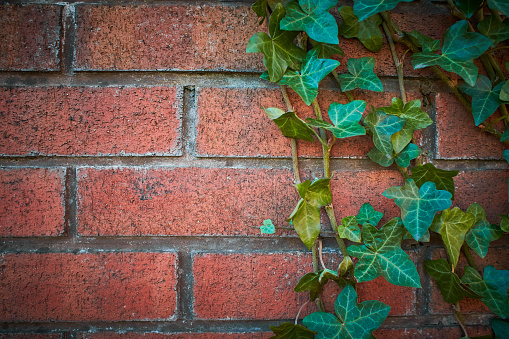 Old weathered brick wall half overgrown with ivy with green leavesOld weathered brick wall half overgrown with ivy with green leaves