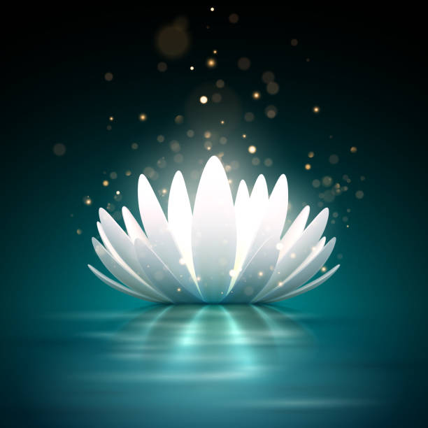 Water lily with light effect Water lily with light effect in vector lotus water lily white flower stock illustrations