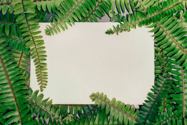 istock Fern natural background with empty paper card and free copy space 1328488102
