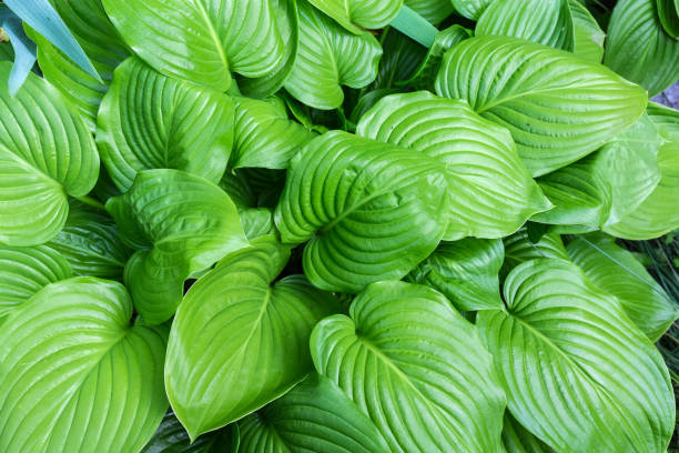 istock Background of a hosta bush with green leaves, top view 1328488787