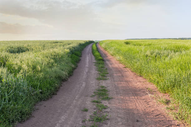 droga gruntowa między polami dojrzewającej pszenicy i jęczmienia - wheat winter wheat cereal plant spiked zdjęcia i obrazy z banku zdjęć