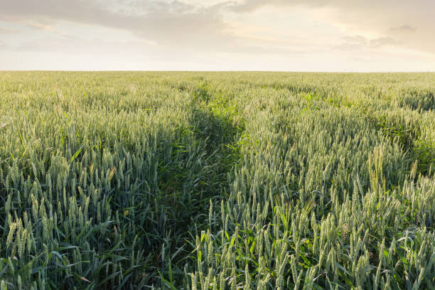 sección de campo de maduración de trigo verde contra el cielo - wheat winter wheat cereal plant spiked fotografías e imágenes de stock