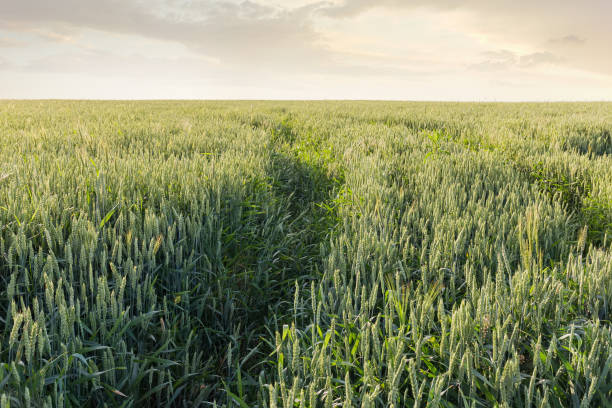 sekcja pola dojrzewającej zielonej pszenicy pod niebem - wheat winter wheat cereal plant spiked zdjęcia i obrazy z banku zdjęć