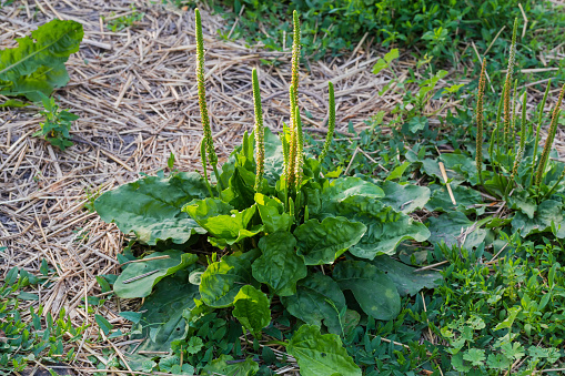 Bush of the broadleaf plantain with rosette of leaves and flowering spikes on stems tops