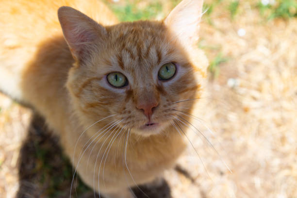 istock Young domestic cat outside on a sunny day 1328490048
