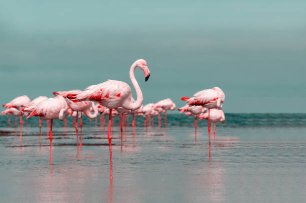 wild african birds.  flock of pink african flamingos  walking around the blue lagoon on the background of bright sky on a sunny day. - group of animals animal bird flamingo imagens e fotografias de stock