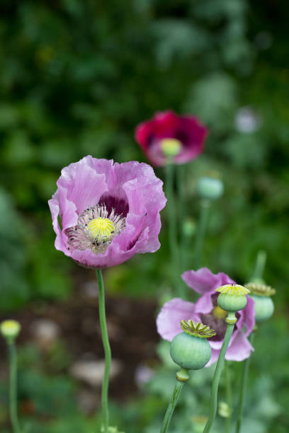 opium poppy, (papaver somniferum), in flower - oriental poppy poppy close up purple imagens e fotografias de stock