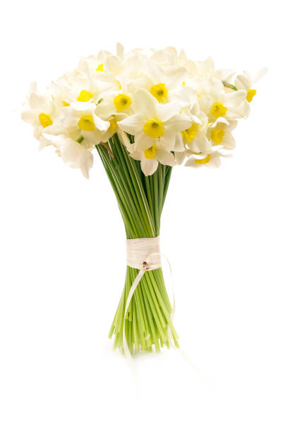 красивый букет весенних нарциссов на белом изолированном фоне - daffodil bouquet isolated on white petal стоковые фото и изображения